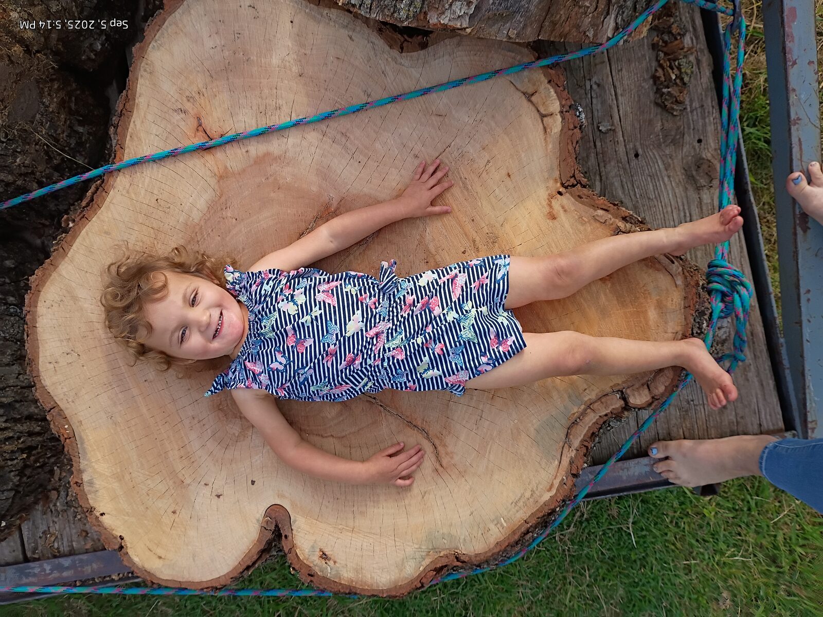 Scale check — kid sprawled across a black cherry cross-section