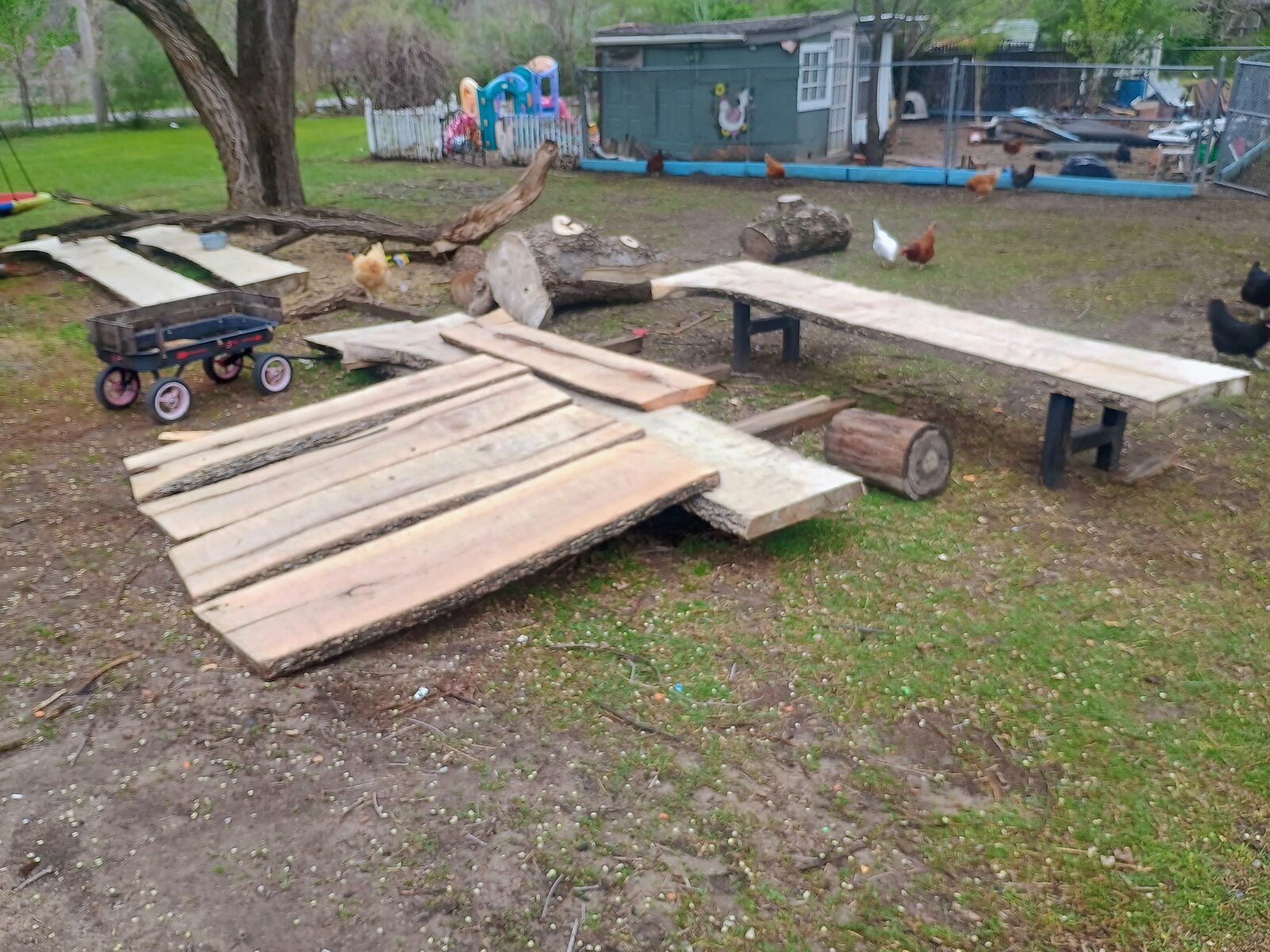 Hackberry slabs drying in the yard