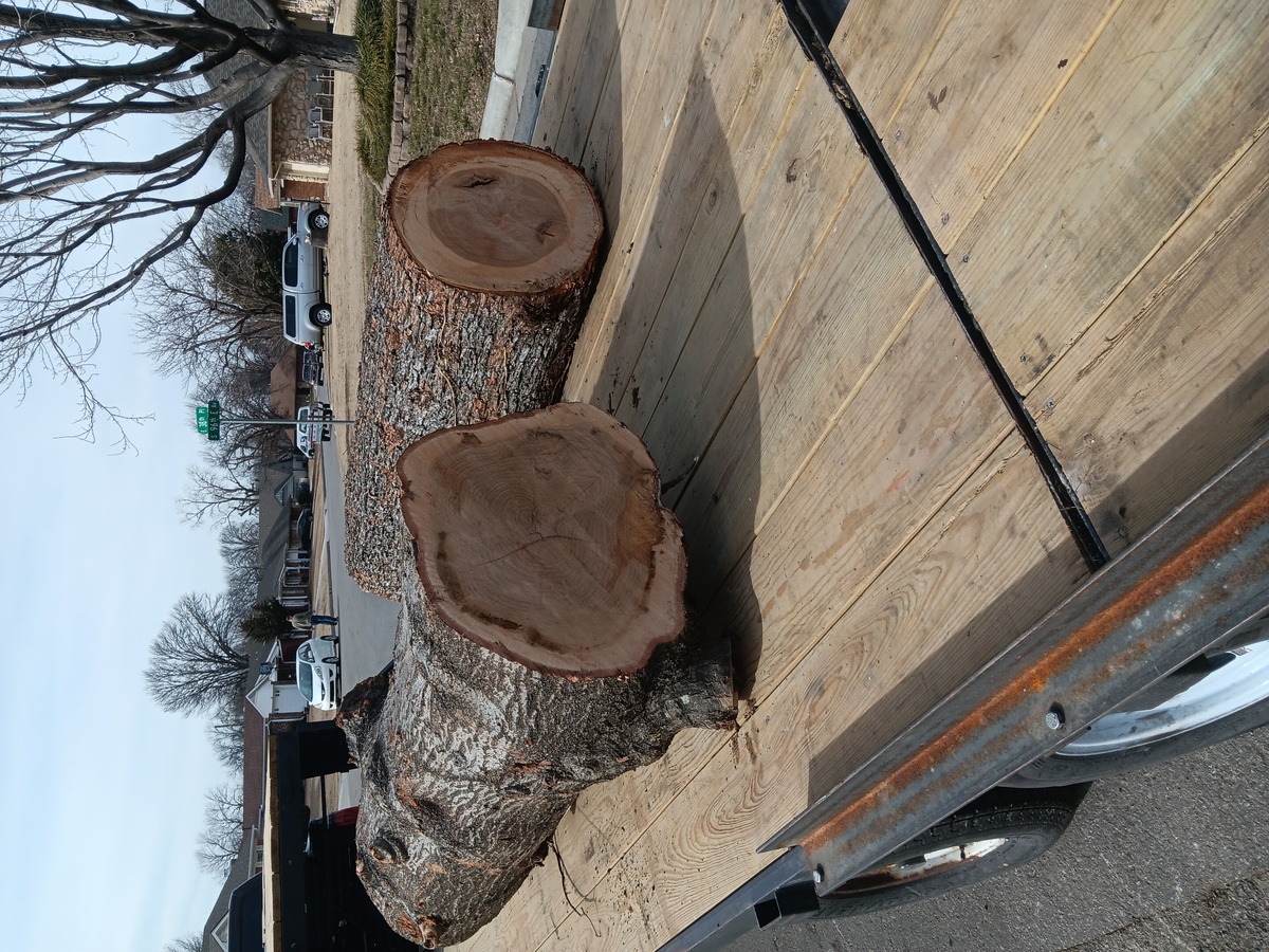 Oak log on the trailer